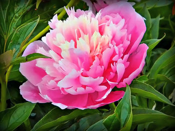 Close-up of pink flowers