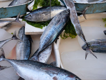 High angle view of fish for sale at market