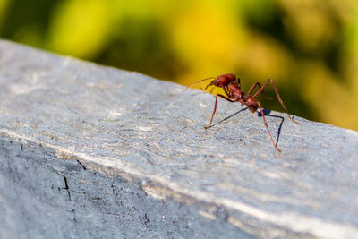 Close-up of ant on a wooden banister