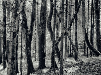 View of trees in the forest