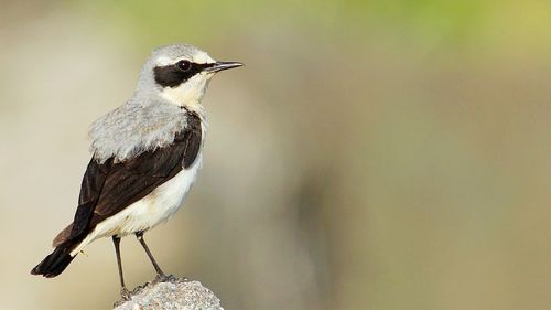 Close-up of bird perching on railing