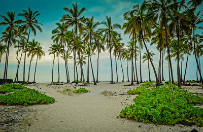 Palm trees on beach against sky