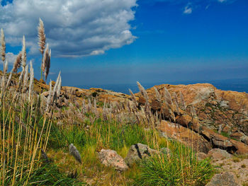 Plants growing on land against sky