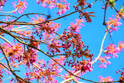 Low angle view of tree against sky