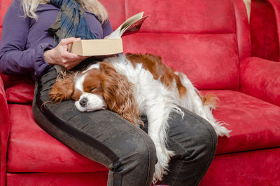 Charming dog, cavalier king charles spaniel, sleeping on woman's lap while she's reading