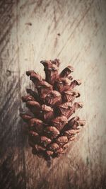 Close-up of dried plant