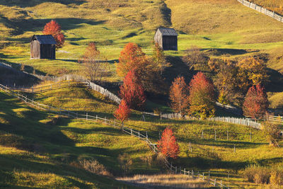 Trees on field during autumn