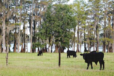 Horses on grass against trees