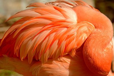 Close-up of orange bird