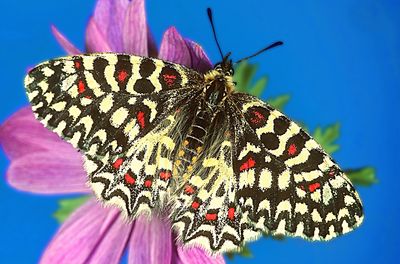 Close-up of butterfly on pink flower