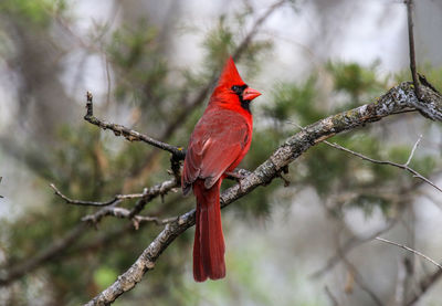 Close-up of bird perching on branch