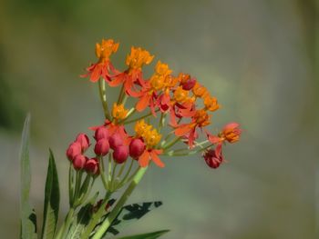 The beauty of natural world lies in the details.