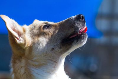 Close-up of dog