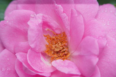 Close-up of pink flower