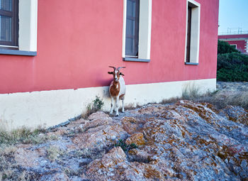 Cat standing in a house