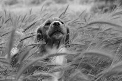 Close-up of dog looking away on field