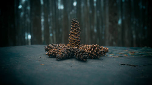 Close-up of pine cone on table