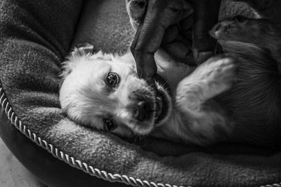 Close-up of puppy relaxing on bed