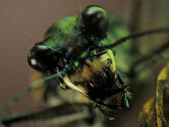 Close-up of insect