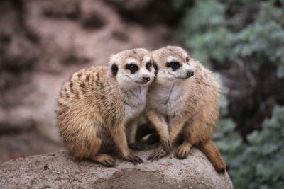 Close-up of meerkats on rock