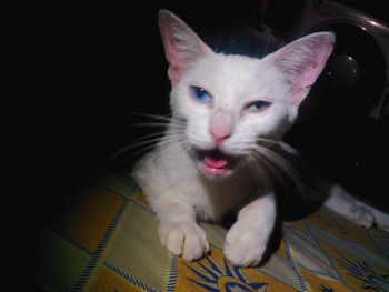 Close-up portrait of cat sitting at home