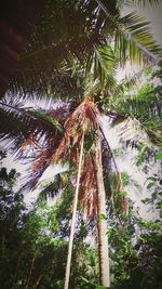 Low angle view of palm tree against sky