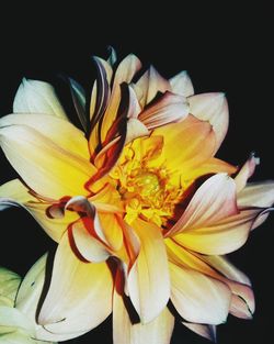 Macro shot of yellow flower