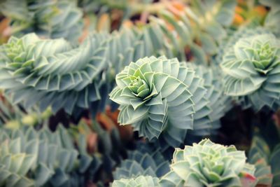 Close-up of plant