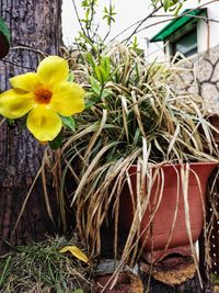 Close-up of yellow flowering plant