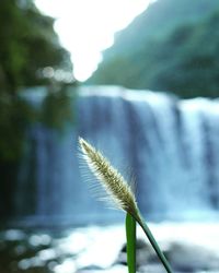 Close-up of plant on water