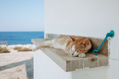 Cat resting in a sea