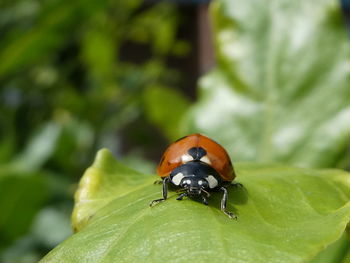 Close-up of ladybug on leaf