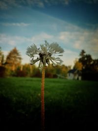 Close-up of flower growing on field against sky