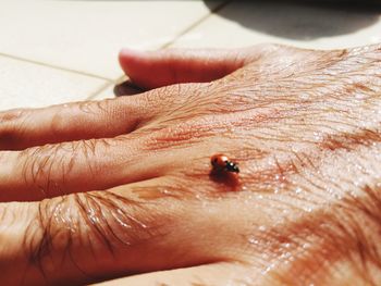 Close-up of ladybug on wet hand