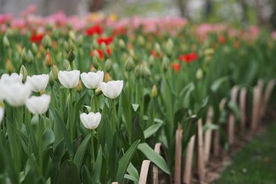 Close-up of white flowers blooming outdoors