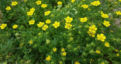 Close-up of yellow flowers blooming in field