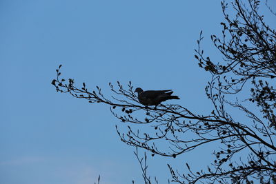 Low angle view of birds perching on tree against sky