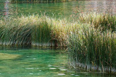 Scenic view of lake