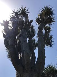 Palm trees against sky