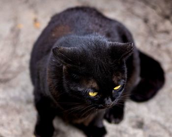 Close-up portrait of black cat