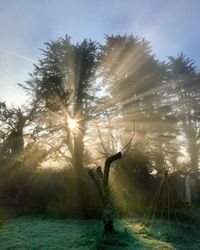 Sunlight streaming through trees against sky