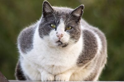 Close-up portrait of a cat