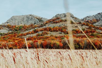 Mountain and trees in autumn colors