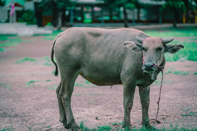 Cow in a field