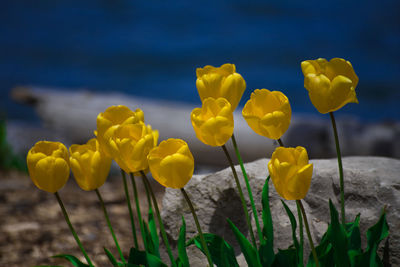 Close-up of yellow flowering plant on field