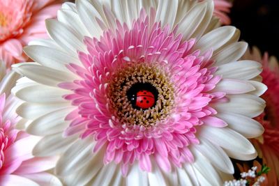 Close-up of pink gerbary  daisy flower