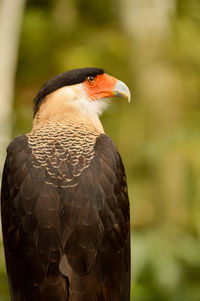 Close-up of bird perching on branch