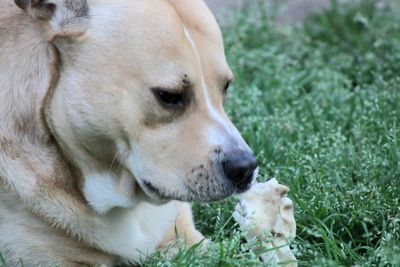 Close-up of a dog looking away