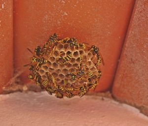 Close-up of bee on leaf