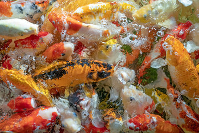 Close-up of fish swimming in sea